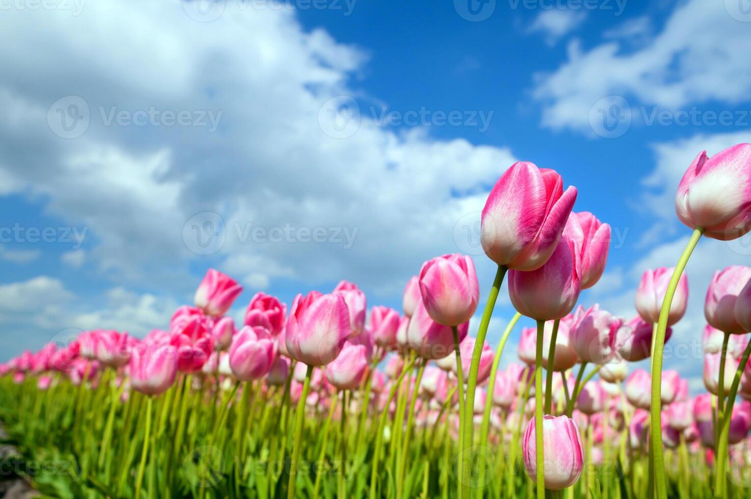 licht roze tropische bloem mooi boeket met exotisch groen blad op land natuur. foto