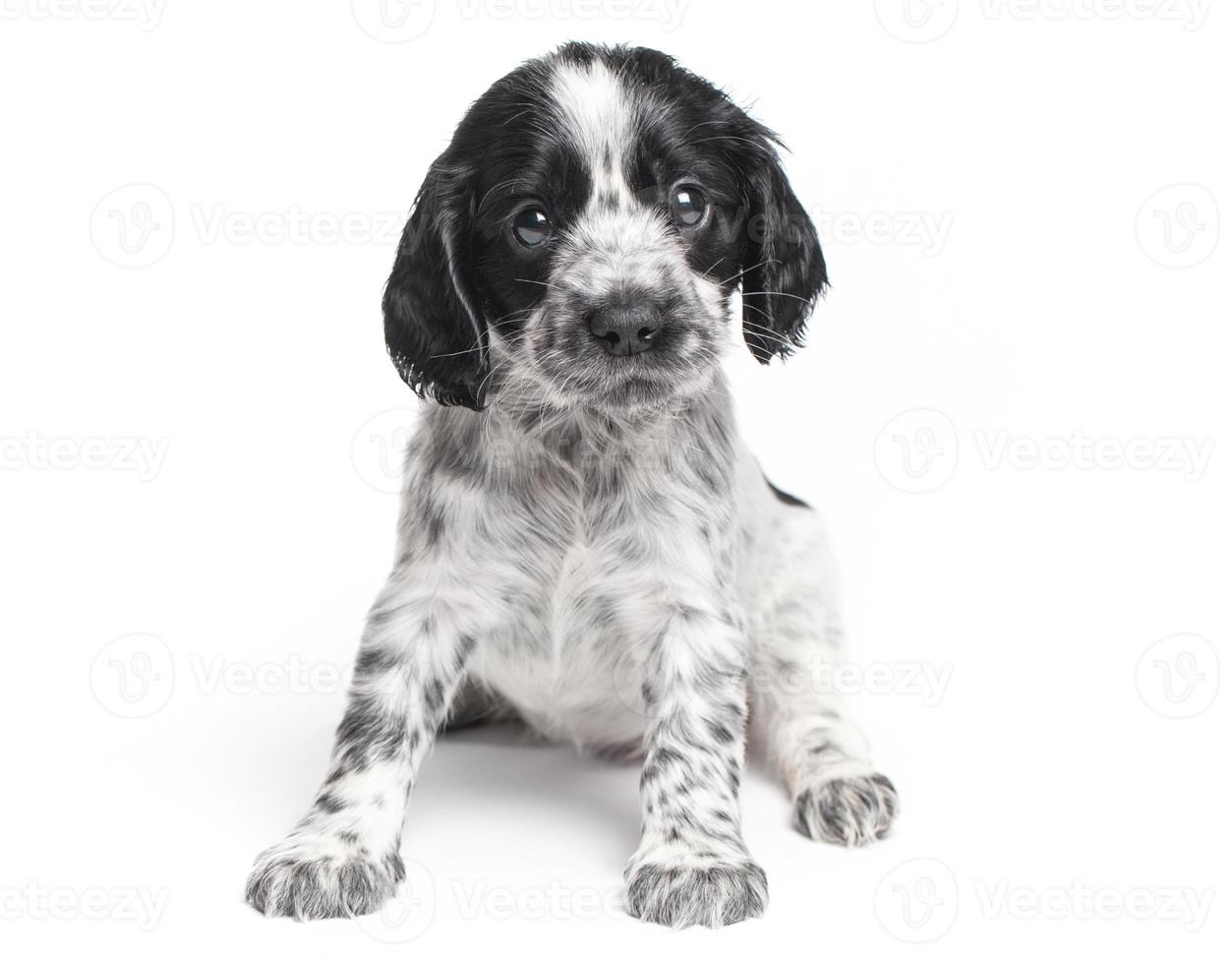 zwart-witte hond puppy's grappige lachende puppy hondje een poot en schattige puppy op wit foto