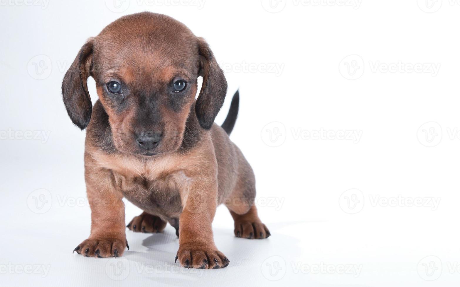 bruine hond puppy's grappige lachende puppy hondje een poot en schattige puppy op wit foto