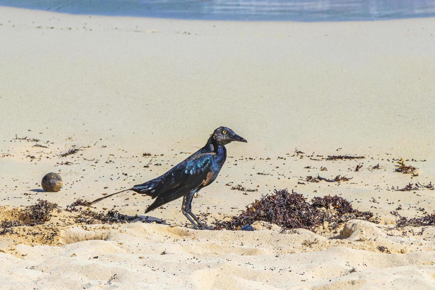 grackle-vogel met grote staart eet sargazo op strand mexico. foto