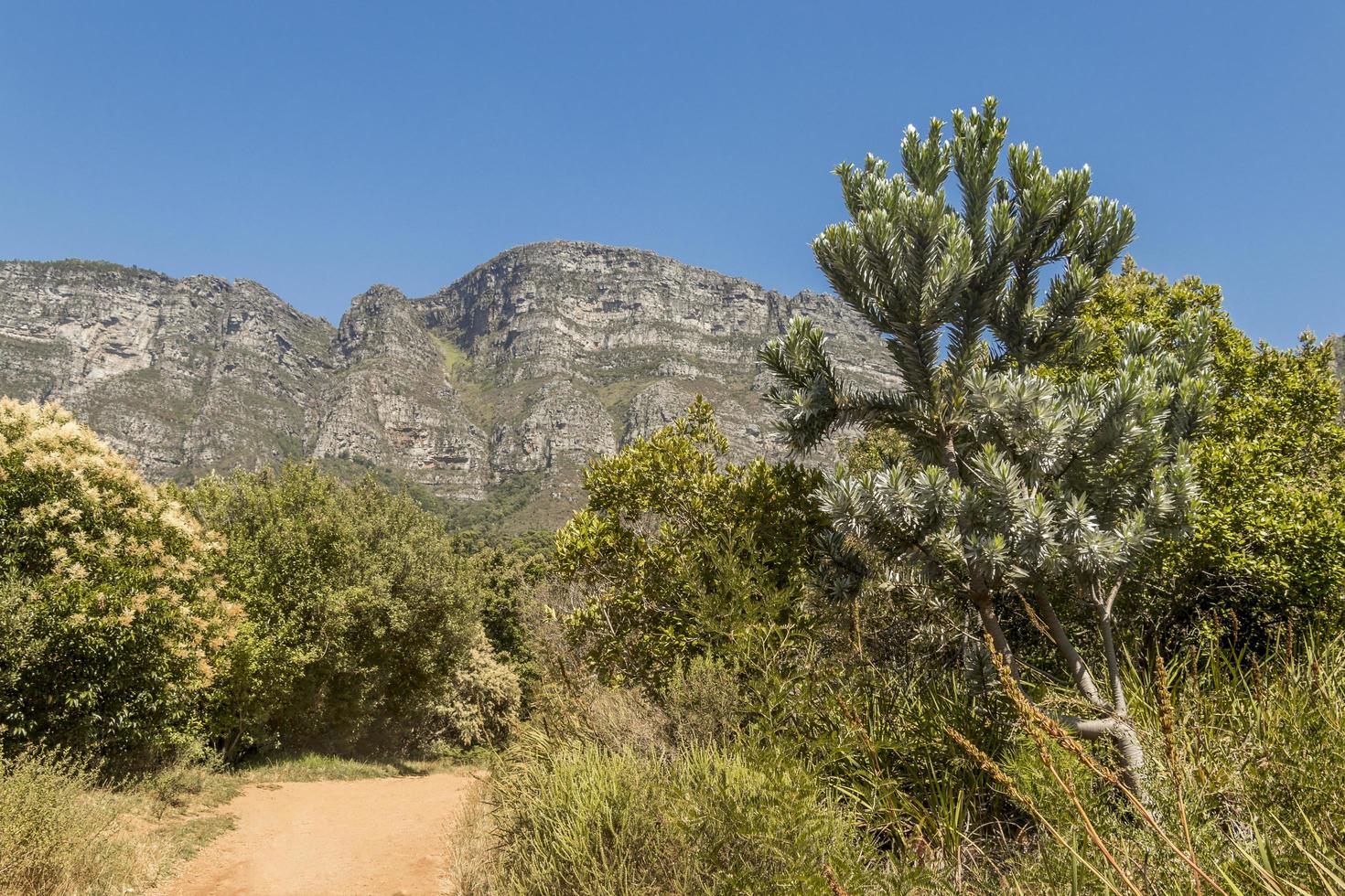 bos, blauwe lucht en bergen in het nationaal park tablemountain. foto