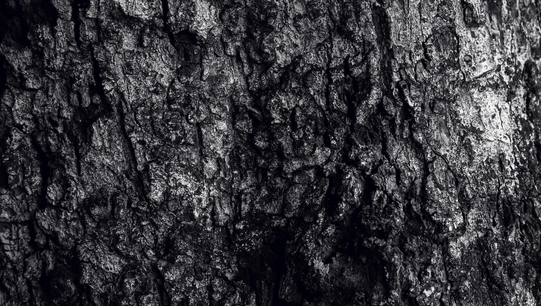 de schorstextuur met een spleetgat, het oppervlak van de boomstam in donkere kleur. de natuurlijke textuur van de bosbouw foto