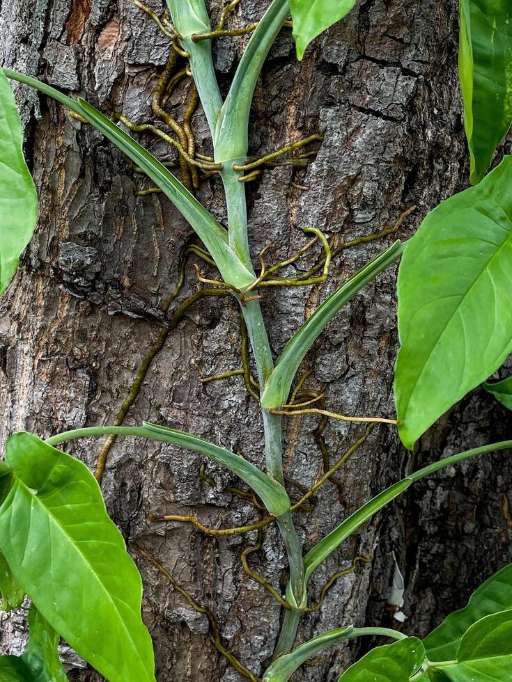 een wilde plant die wijnstokken aan de boom laat groeien. een plant met groene bladeren die een decoratieve plant in de tuin zou kunnen zijn. foto