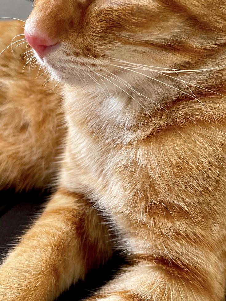 een zwerfkat met wit en oranje vacht probeert zich te verstoppen. een grappige kat met pluizige vacht leeft op straat. een schattige kat om te adopteren. foto