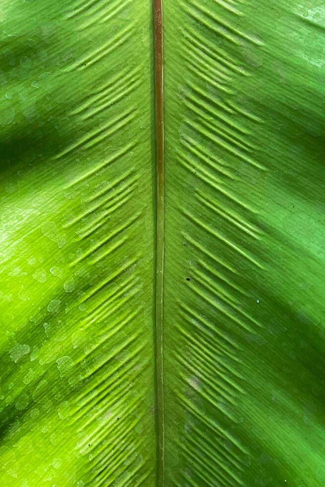 spijsvertering bouwer leeuwerik een close shot van een groene decoratieve plant. groen blad met een nerf in  het midden. de schoonheid van de bloeiende plant. 4688647 Stockfoto