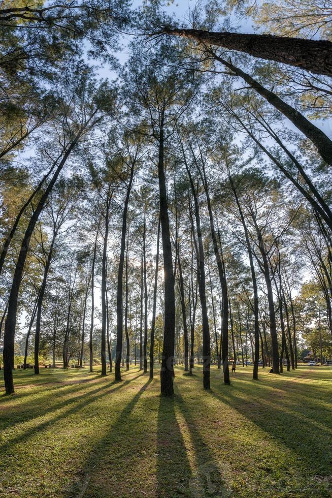 pijnbomen met zonlicht dat 's avonds in het bos schijnt foto