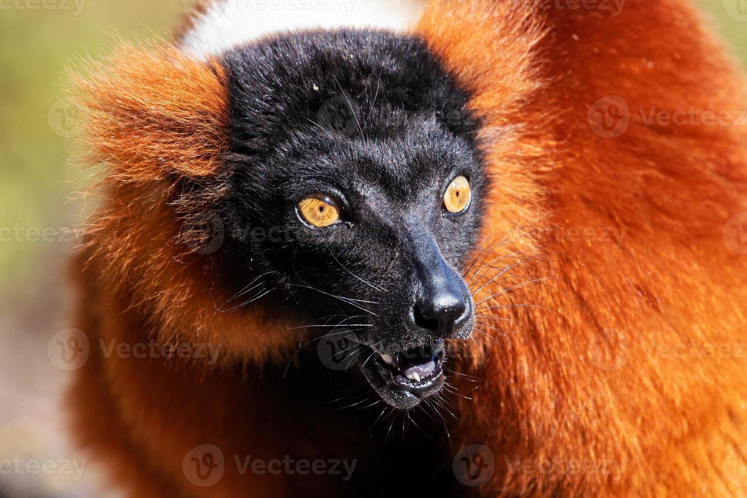 rode ruffed maki aap. zoogdier en zoogdieren. landwereld en fauna. dieren in het wild en zoölogie. foto