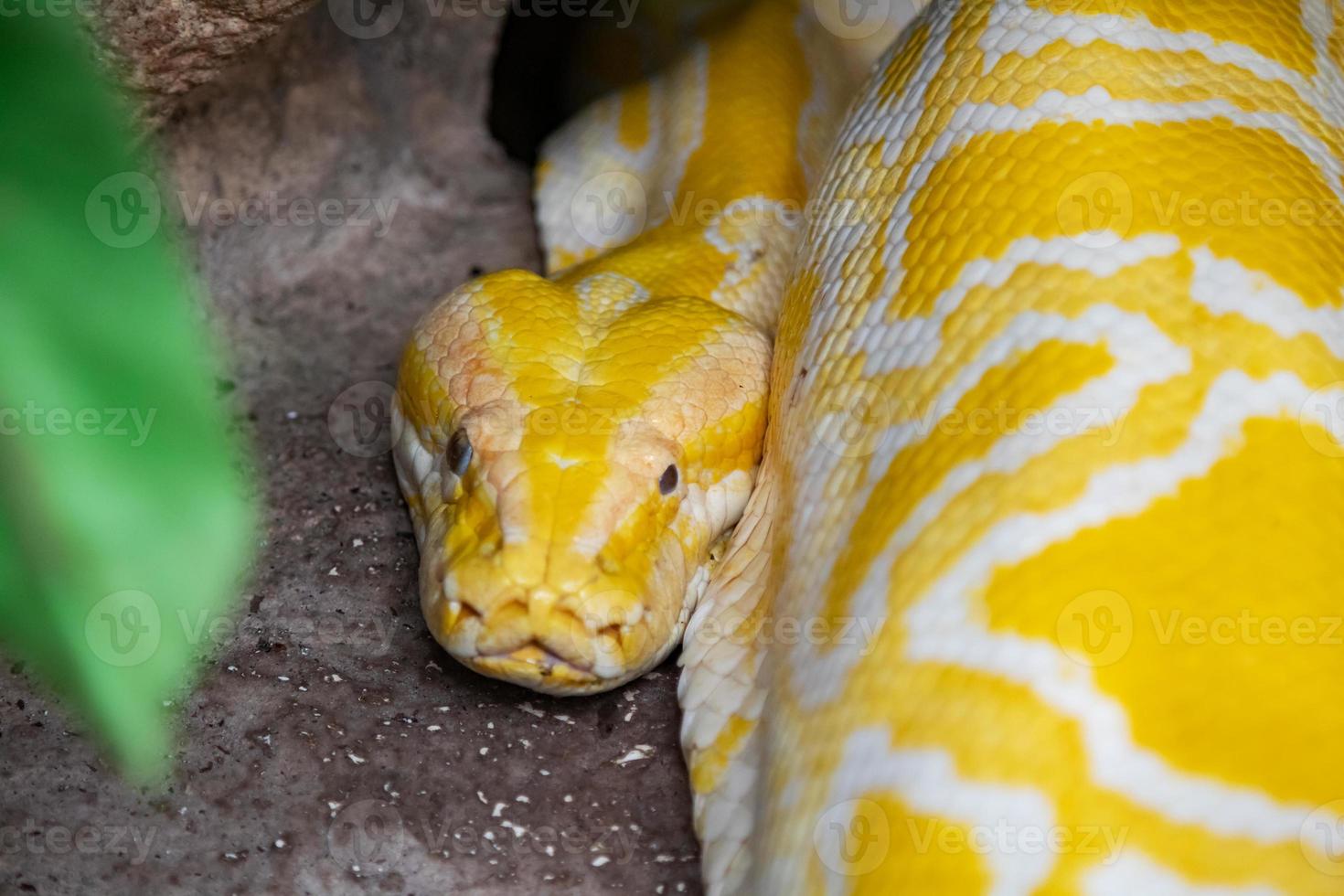 Birmese pythonslang. reptielen en reptielen. amfibieën en amfibieën. tropische fauna. dieren in het wild en zoölogie. foto