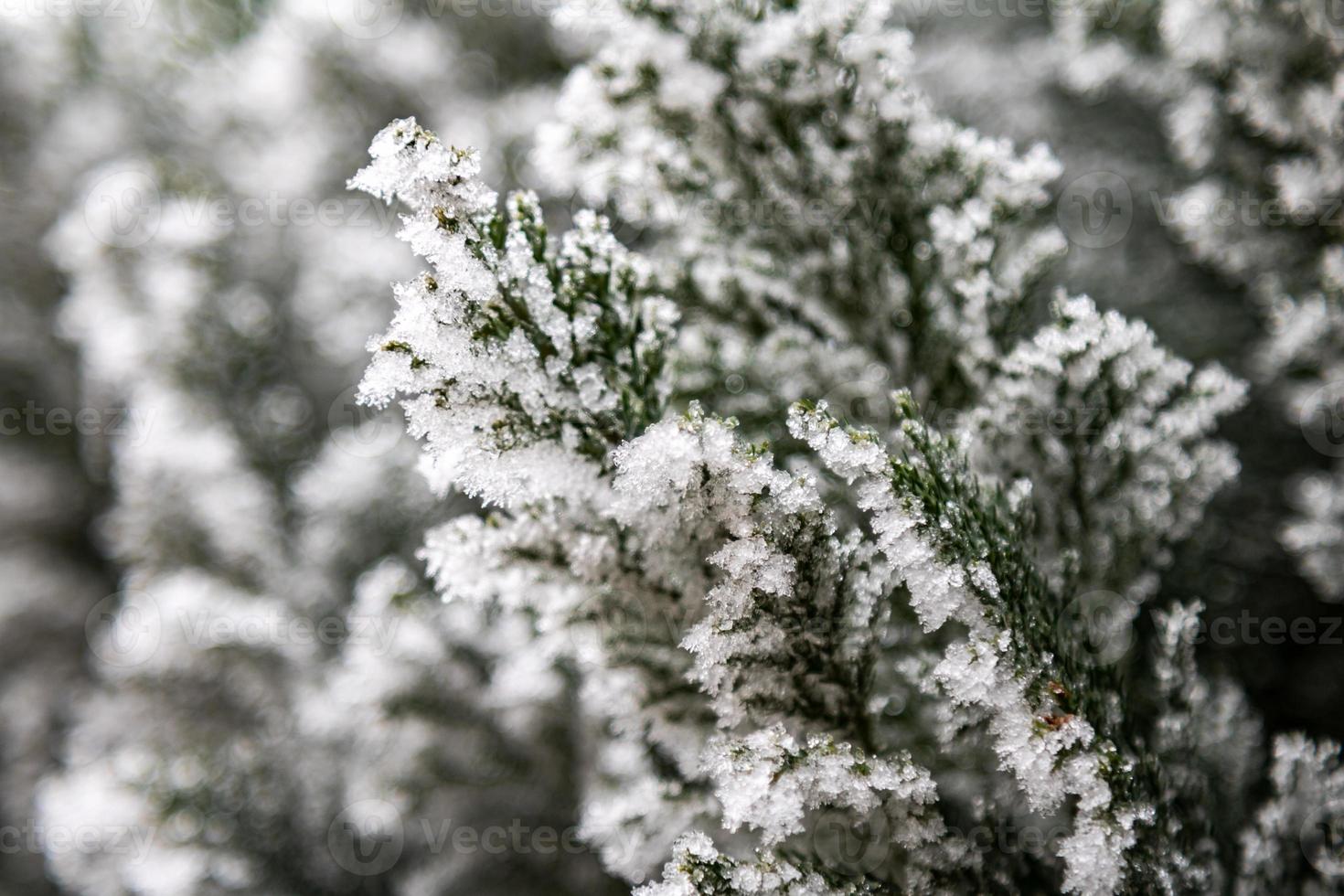 sneeuwlandschap. sneeuw en sneeuwval op de boomtak. kerst- en kerstthema. ijzig weer. foto