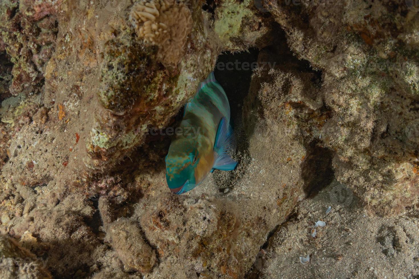 vissen zwemmen in de rode zee, kleurrijke vissen, eilat israel foto