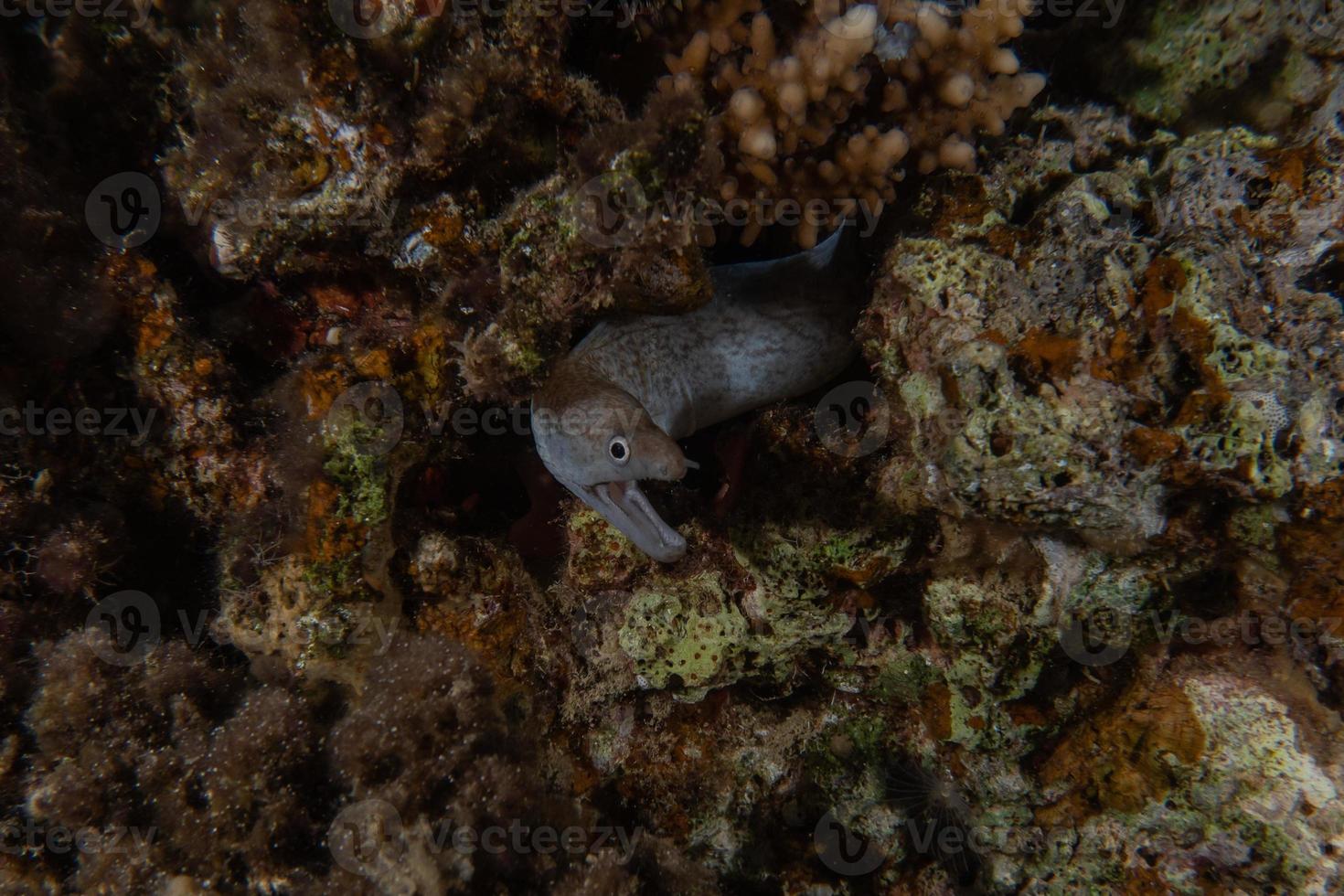 murene mooray lycodontis undulatus in de rode zee, eilat israël foto