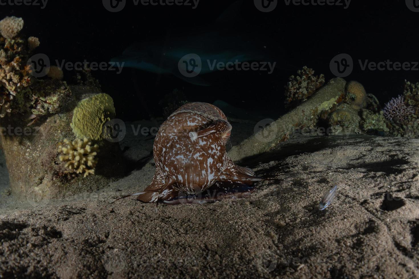 octopus koning van camouflage in de rode zee, eilat israël foto