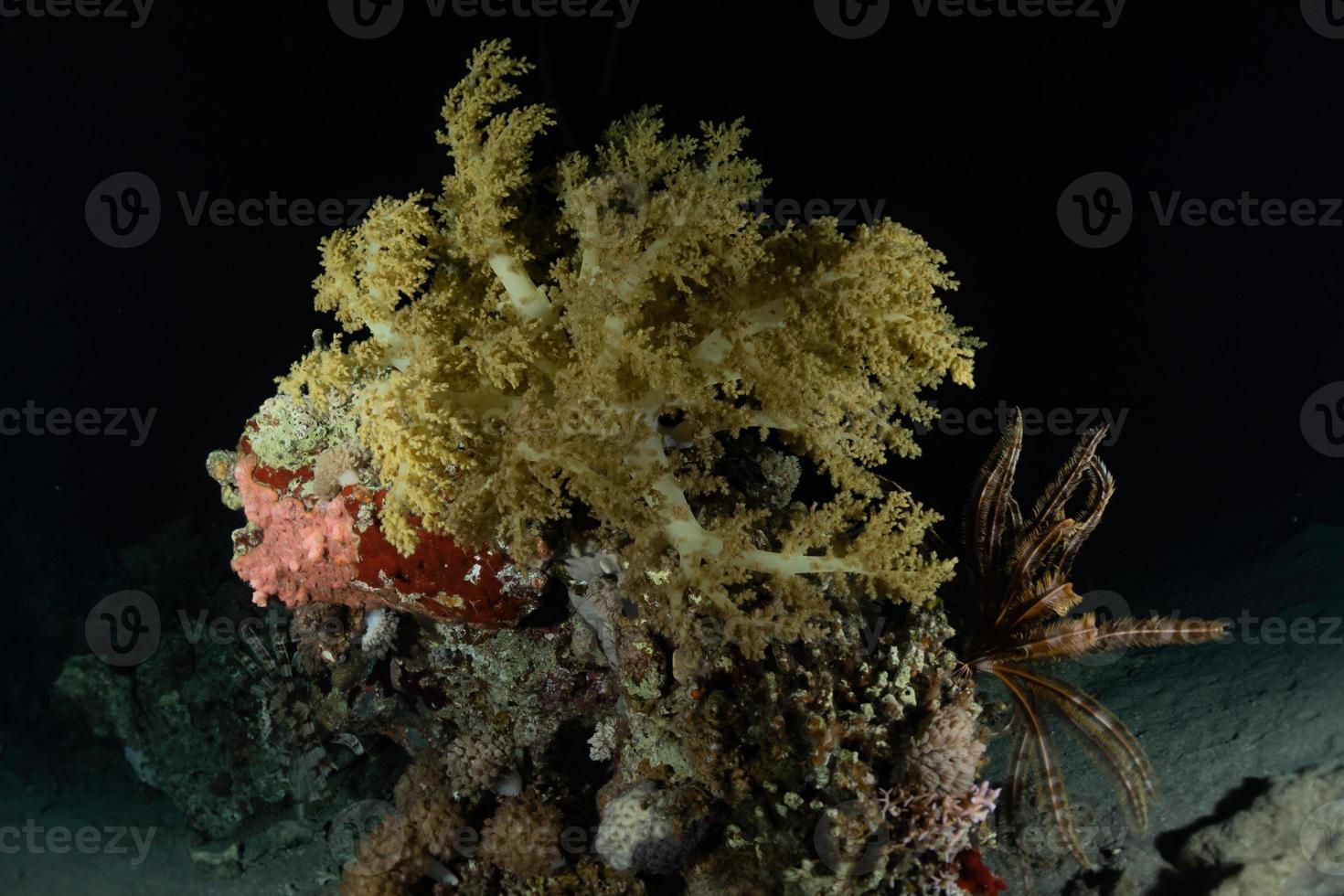 octopus koning van camouflage in de rode zee, eilat israël foto