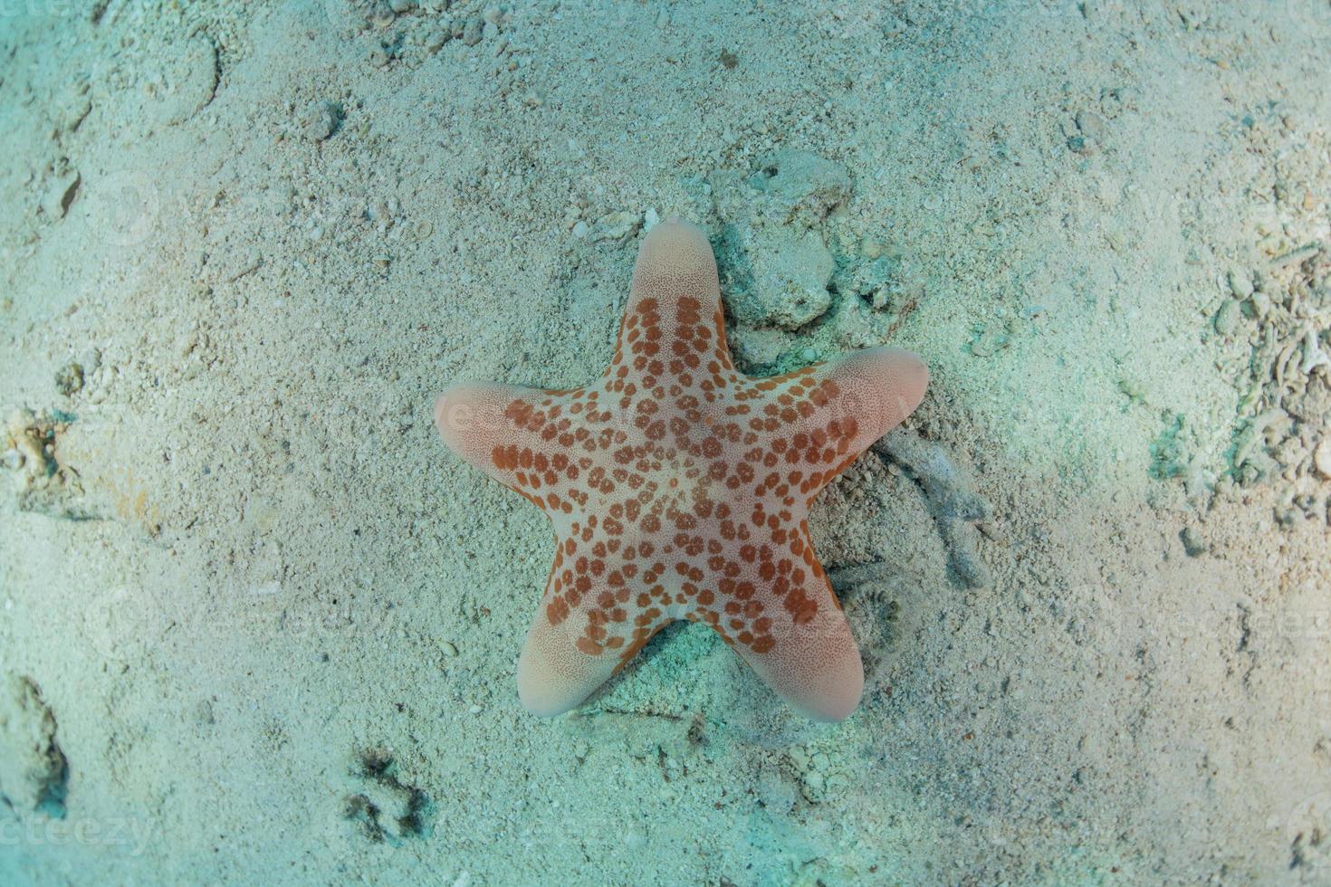 zeester op de zeebodem in de rode zee, eilat israël foto