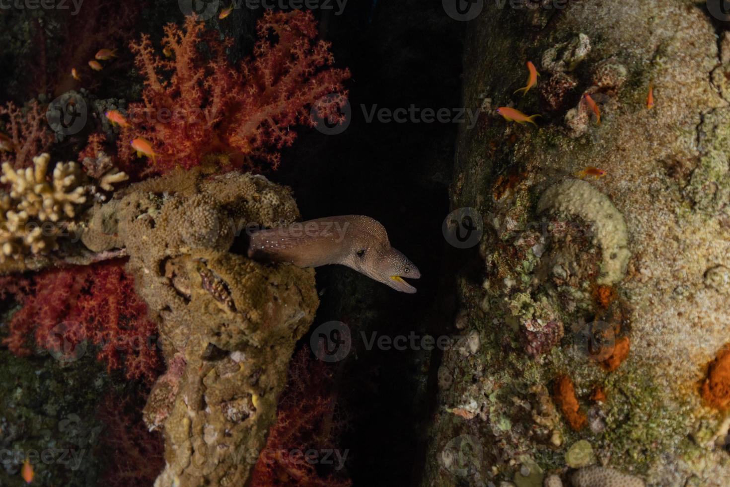 murene mooray lycodontis undulatus in de rode zee, eilat israël foto