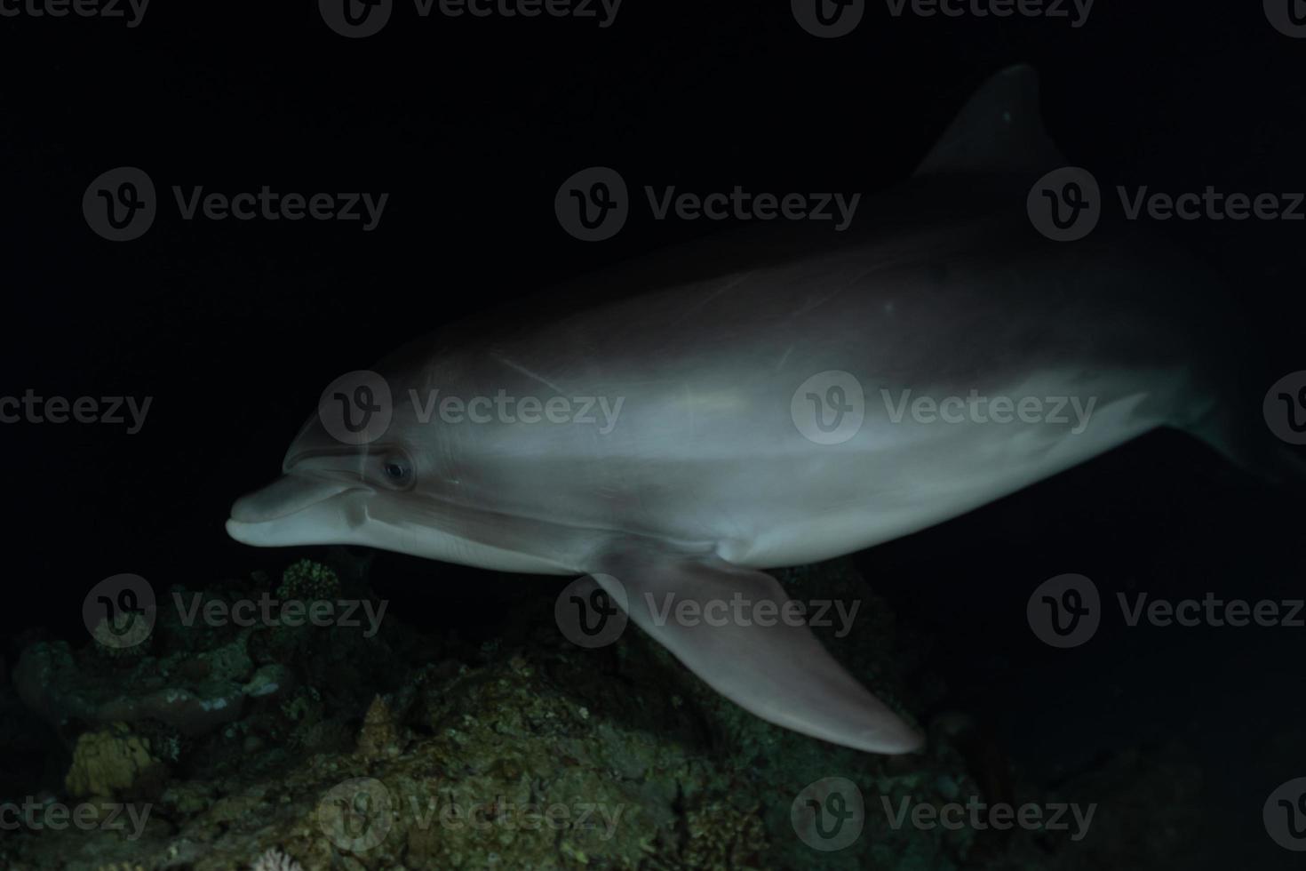 dolfijn zwemmen in de rode zee, eilat israël foto