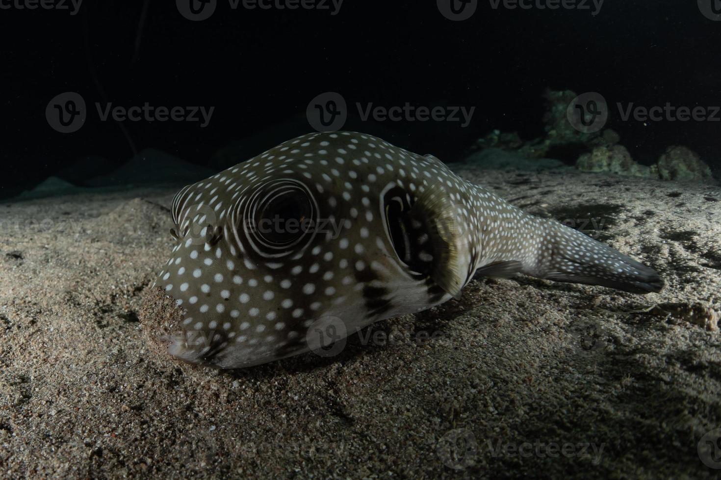 vissen zwemmen in de rode zee, kleurrijke vissen, eilat israel foto