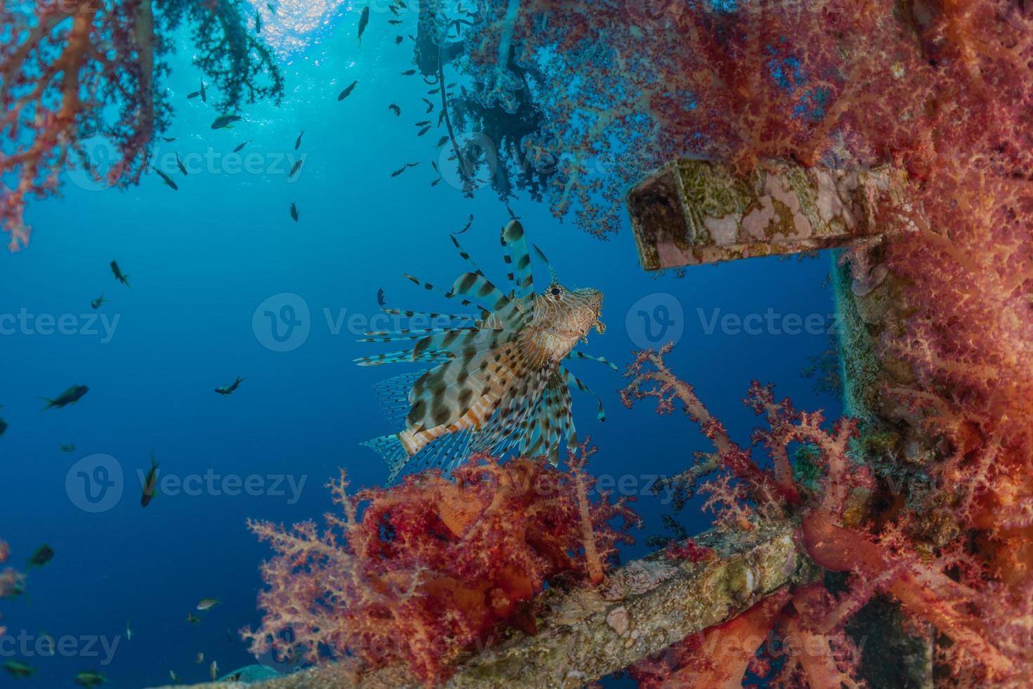 leeuwvissen in de rode zee kleurrijke vissen, eilat israël foto