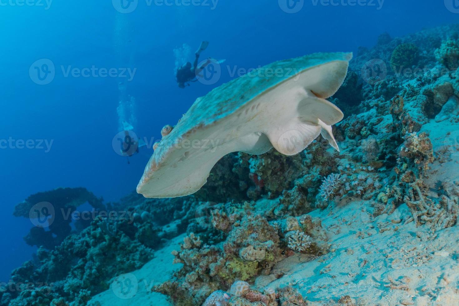 torpedo sinuspersici op de zeebodem in de rode zee, israël foto