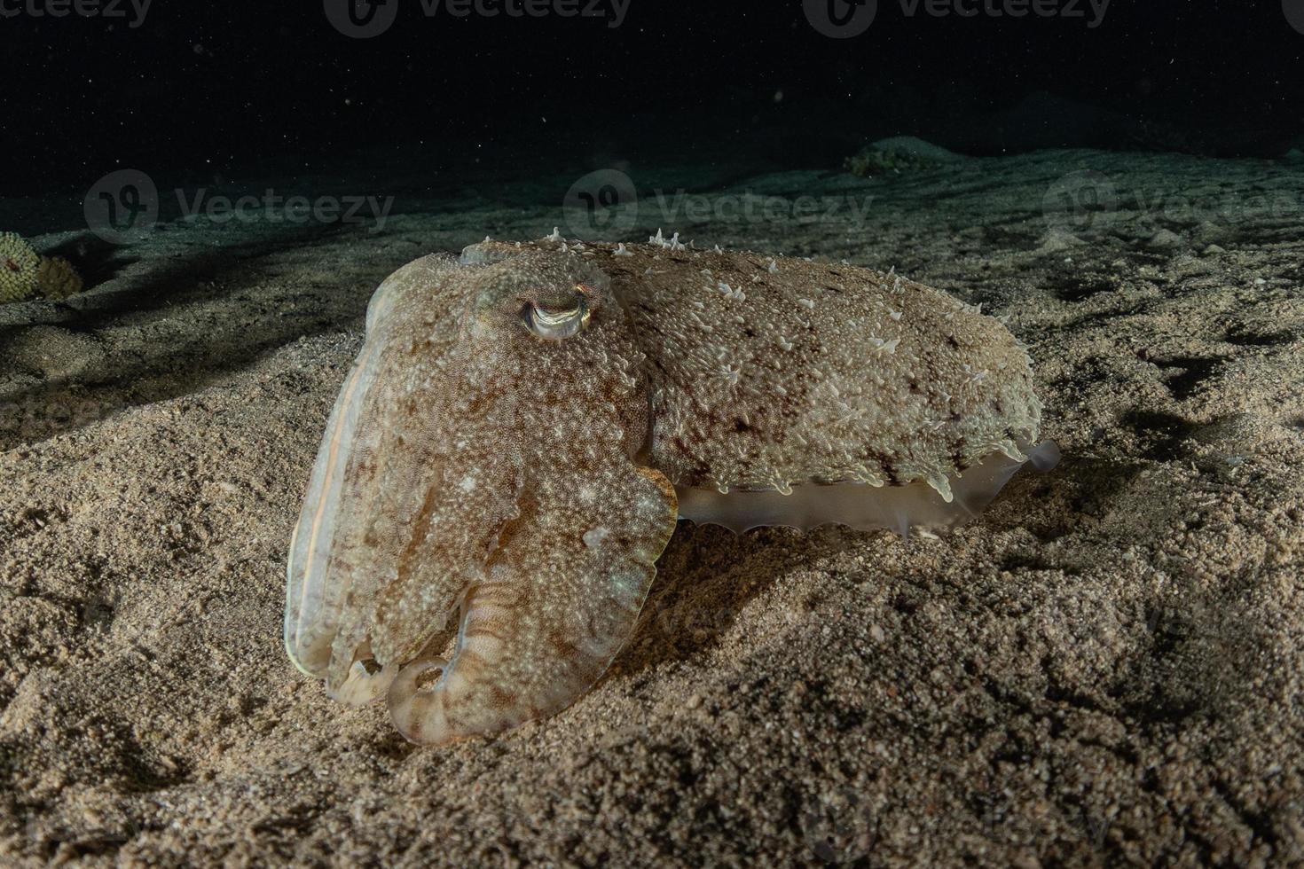 inktvis in de rode zee kleurrijk en mooi, eilat israël foto