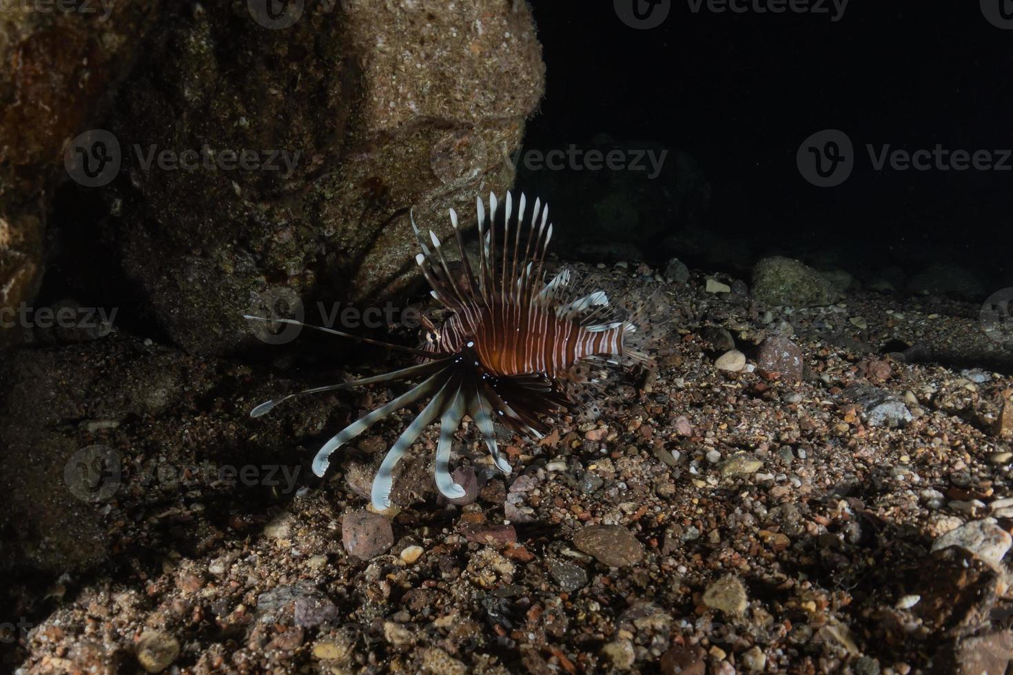 leeuwvissen in de rode zee kleurrijke vissen, eilat israël foto