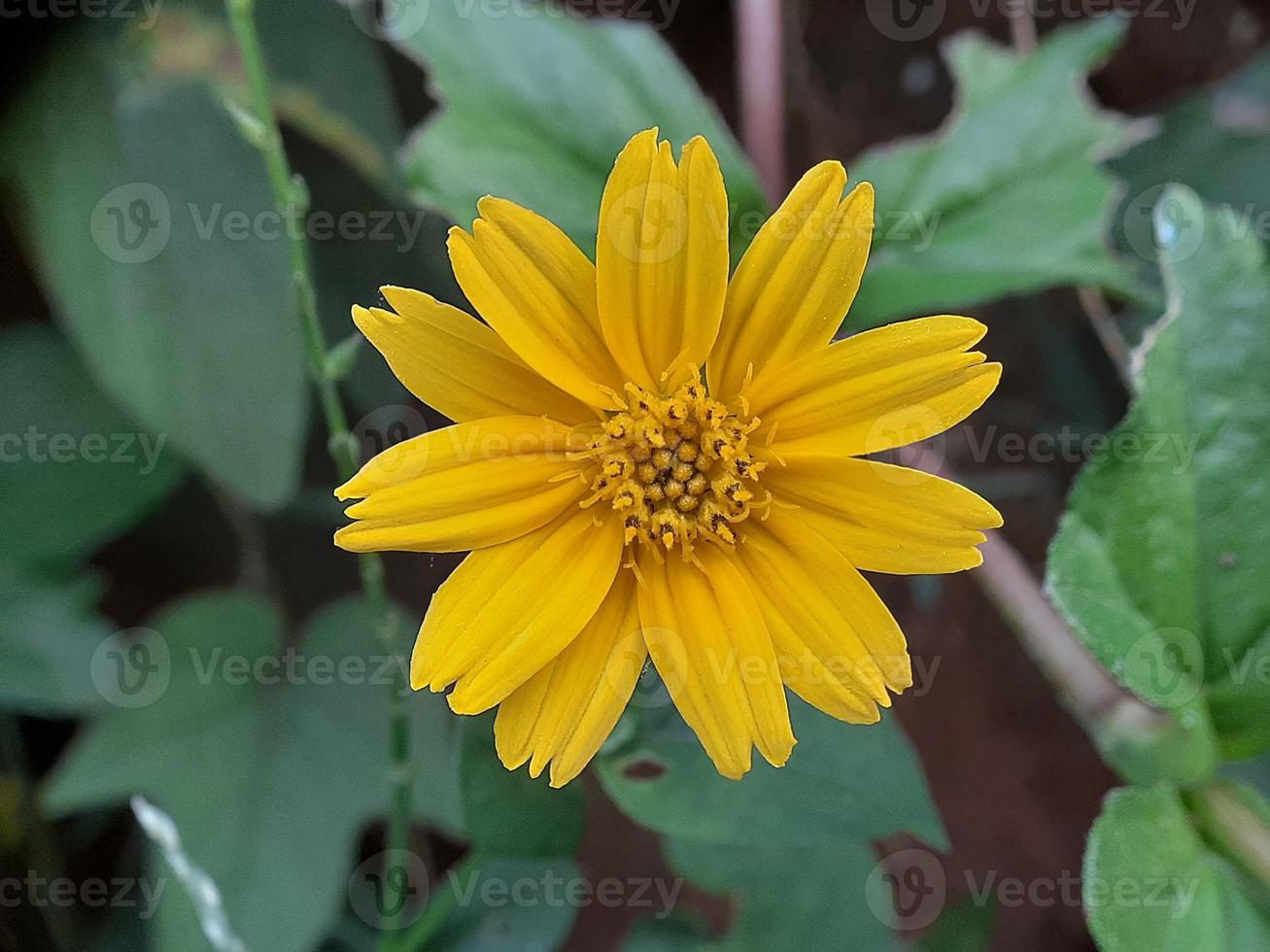 close-up van gele bloem met onscherpe groene bladachtergrond foto