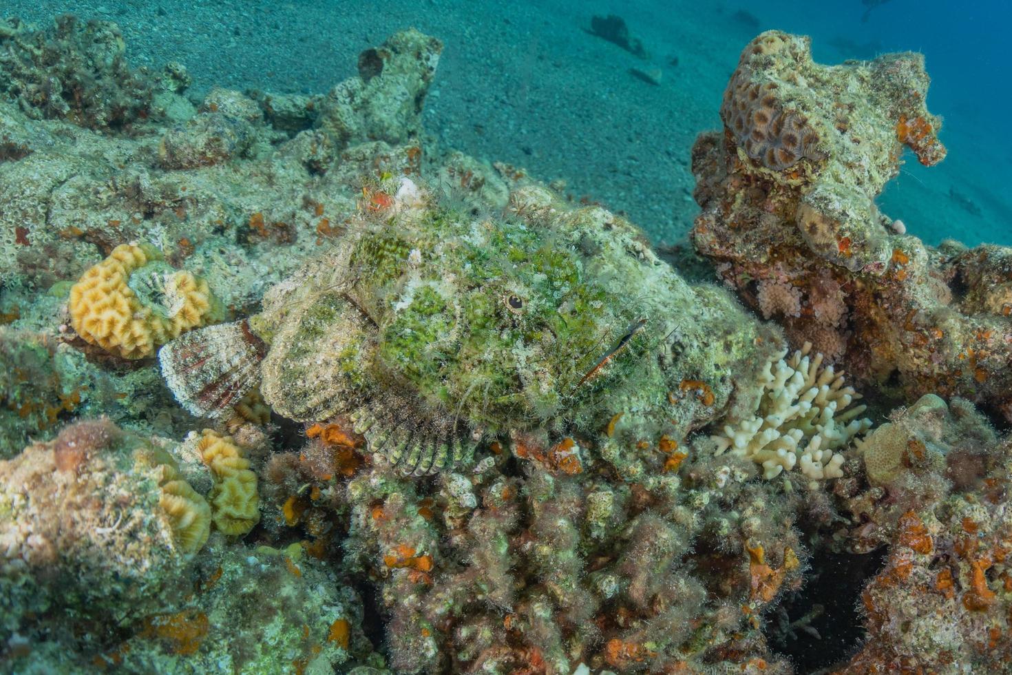 vissen zwemmen in de rode zee, kleurrijke vissen, eilat israel foto