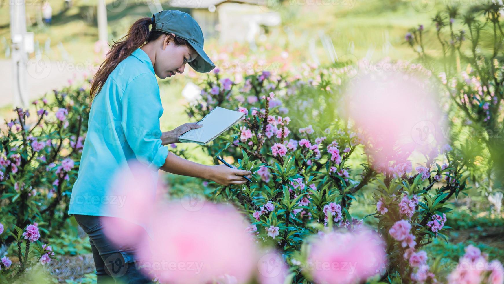 de meisjesstudie merkt de veranderingen op, abrikozengroei in de tuin. mooie pruimenbloesem achtergrond abrikoos bloem. foto