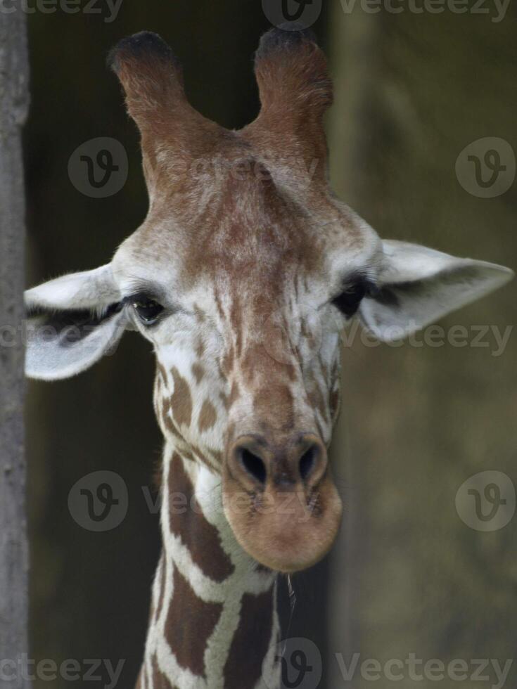 een giraf met langwerpige mond tegen een wazige achtergrond foto