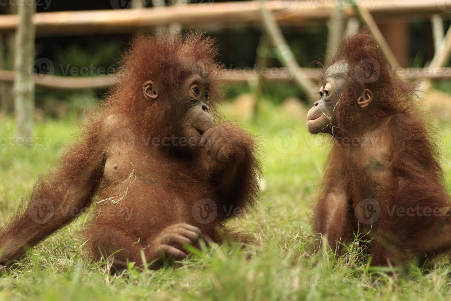 twee orang-oetankinderen eten fruit op het gras met een wazige achtergrond foto