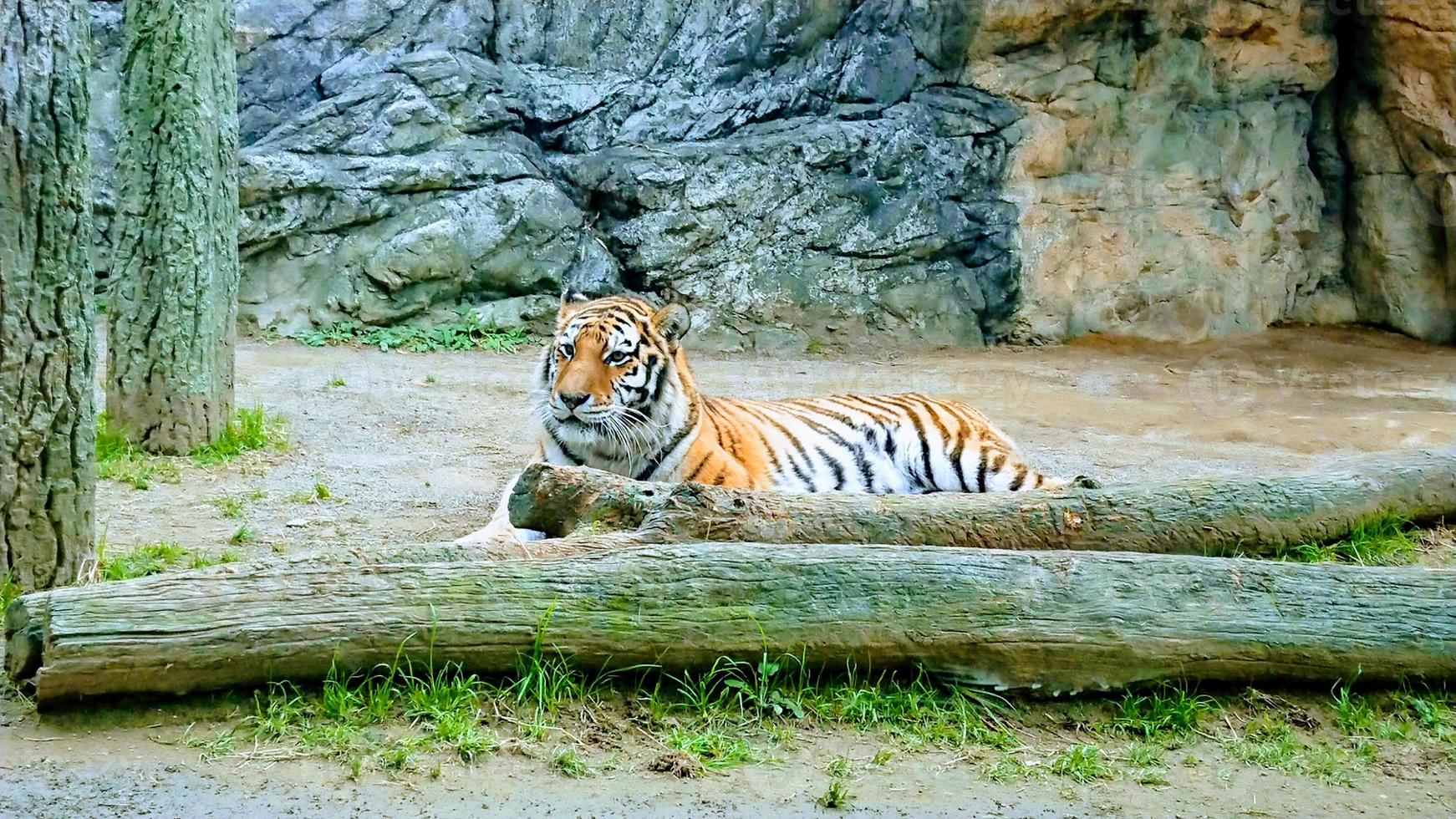 een gestreepte tijger zittend in een glazen kooi foto