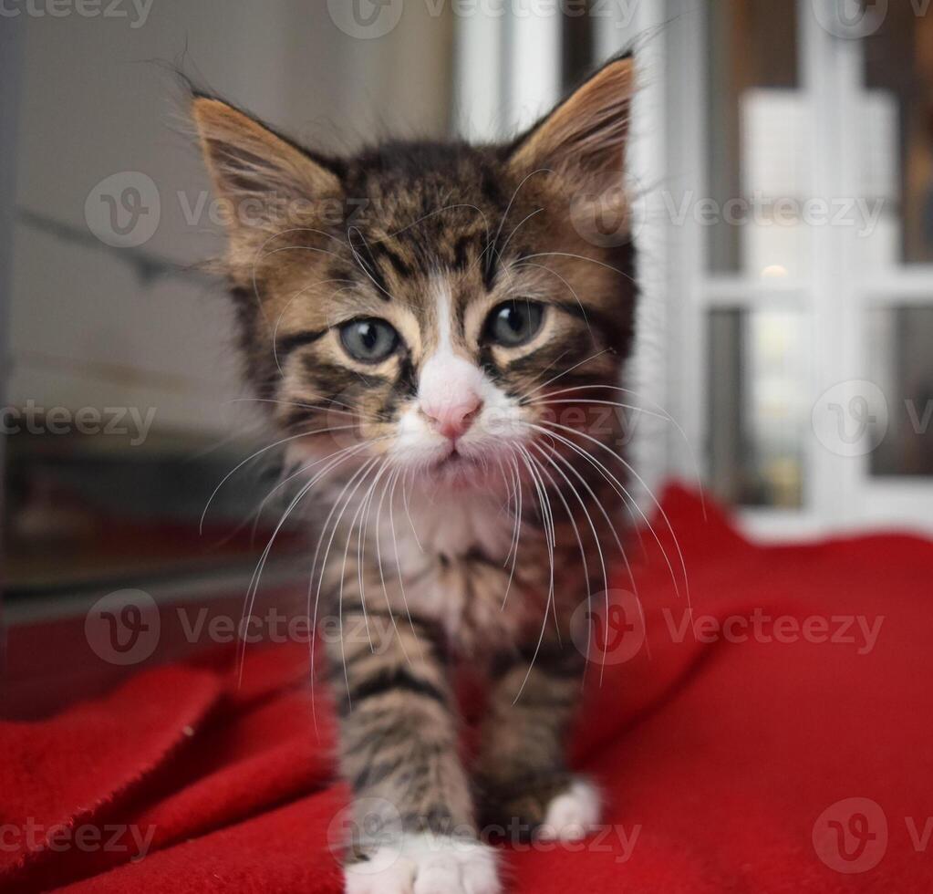 een schattige kleine kat rent met een bewegingsonscherpte op de achtergrond foto