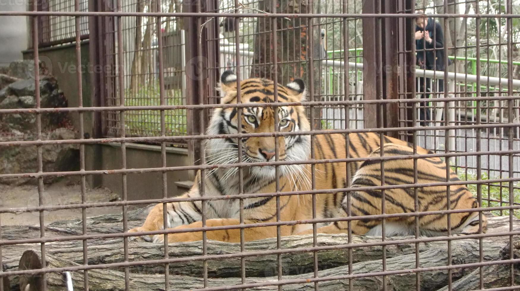 een tijger zit verdrietig in een ijzeren kooi foto