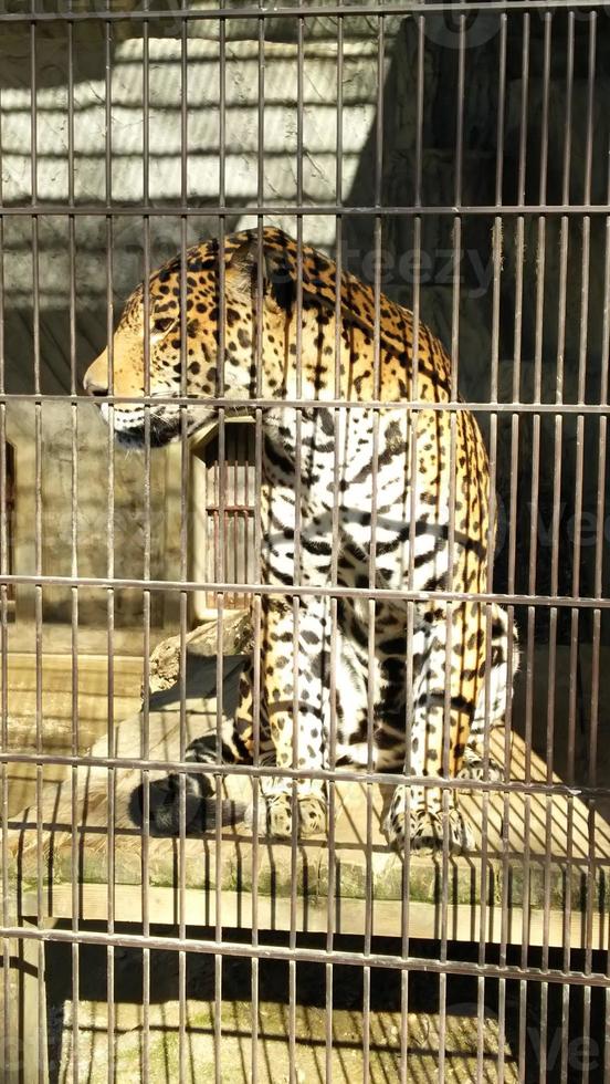 een luipaard in oranje zit ontspannen in zijn kooi met inzoomen foto