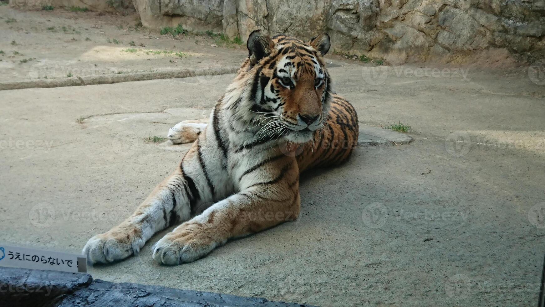 een tijger zit ontspannen op het beton in zijn kooi foto