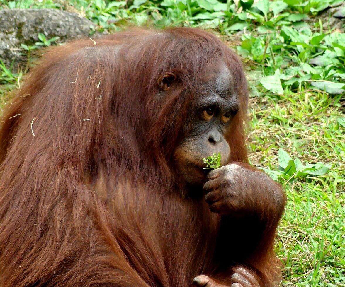 een jungleman is verdrietig terwijl hij planten eet in een kooi met een wazige achtergrond foto