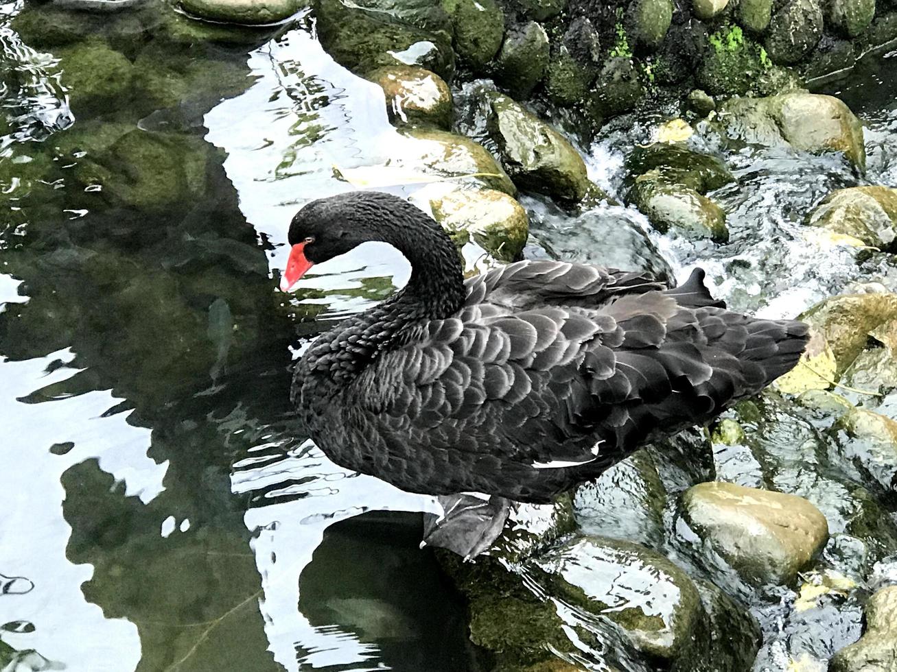 de zwarte eend ligt aan de rand van het meer foto