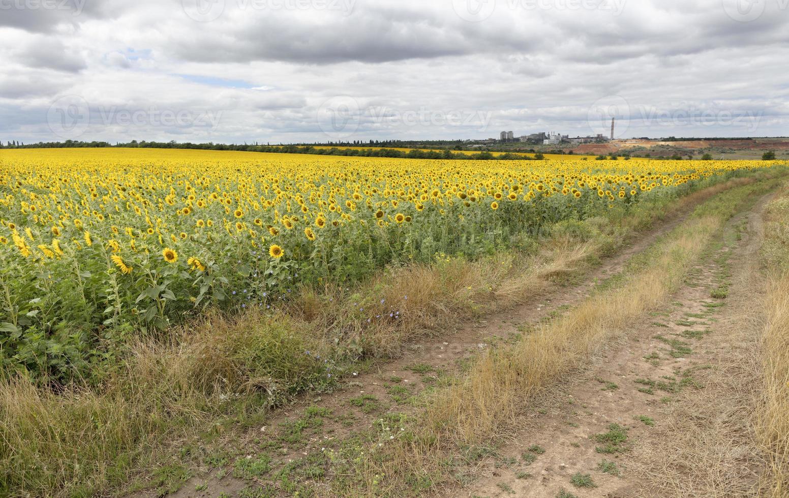 landelijke landschap van lege weg in de buurt van zonnebloem veld op zomerdag. foto