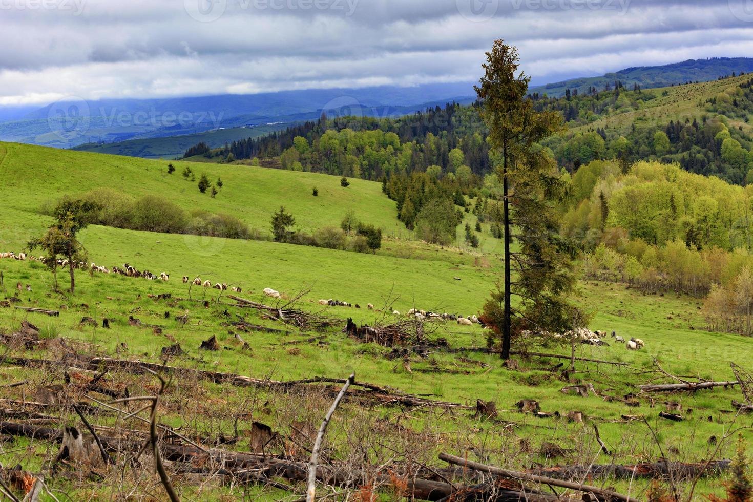 een eenzame pijnboom is ziek op een heuvel. ver weg graast een kudde schapen. ontbossing in de Karpaten. foto