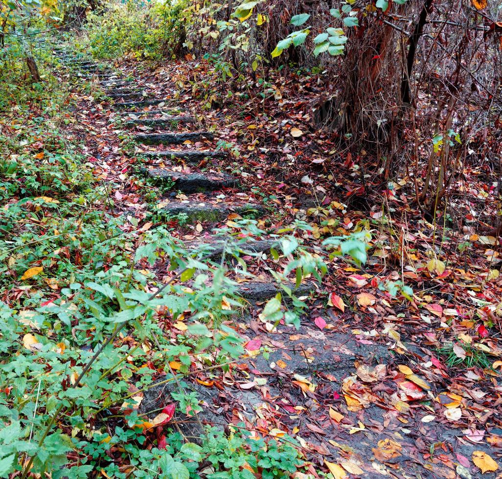 een oude stenen trap in het herfstbos stijgt de helling op. foto