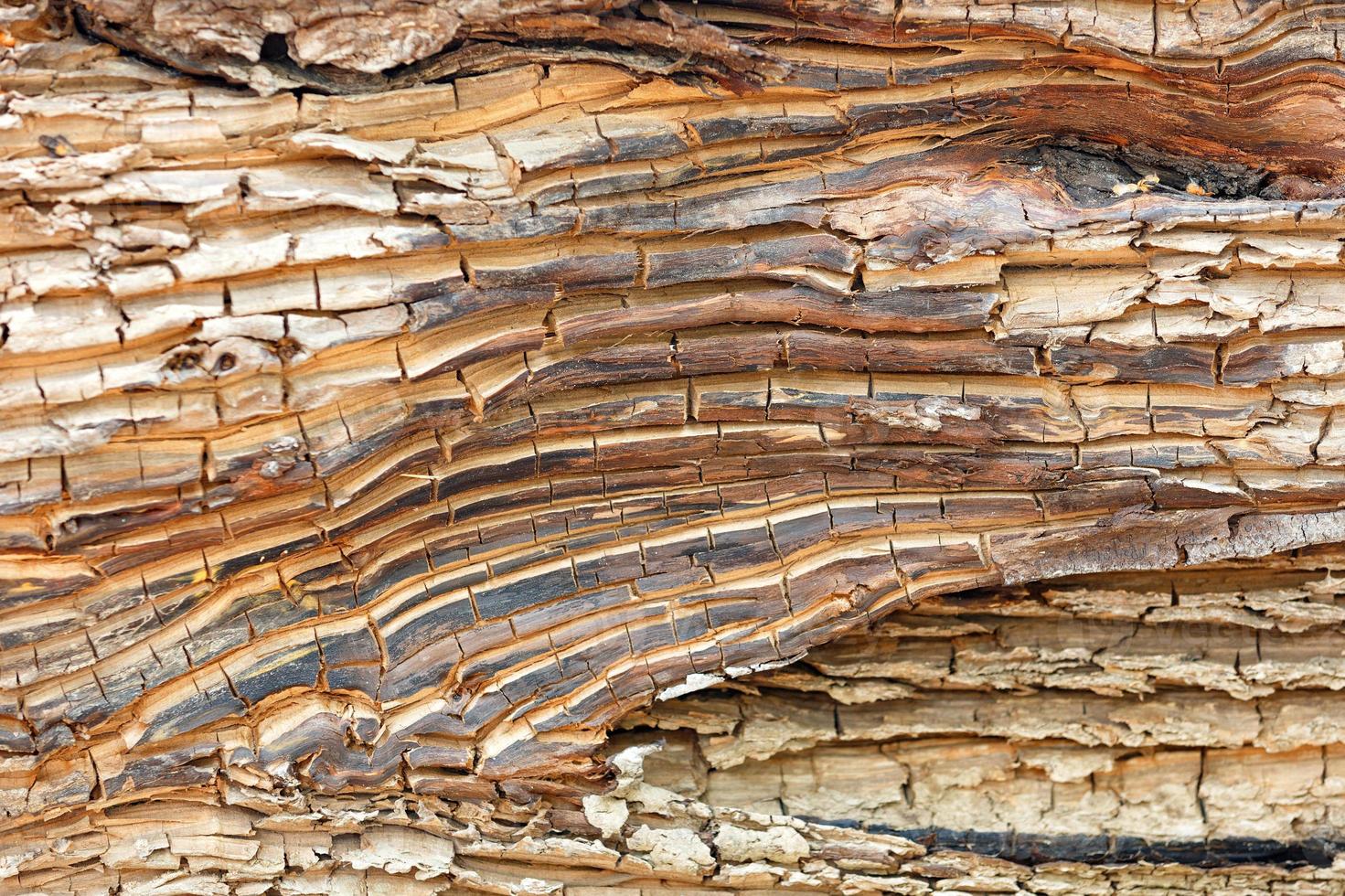 textuur van oude gebarsten omgevallen boomstam close-up. foto