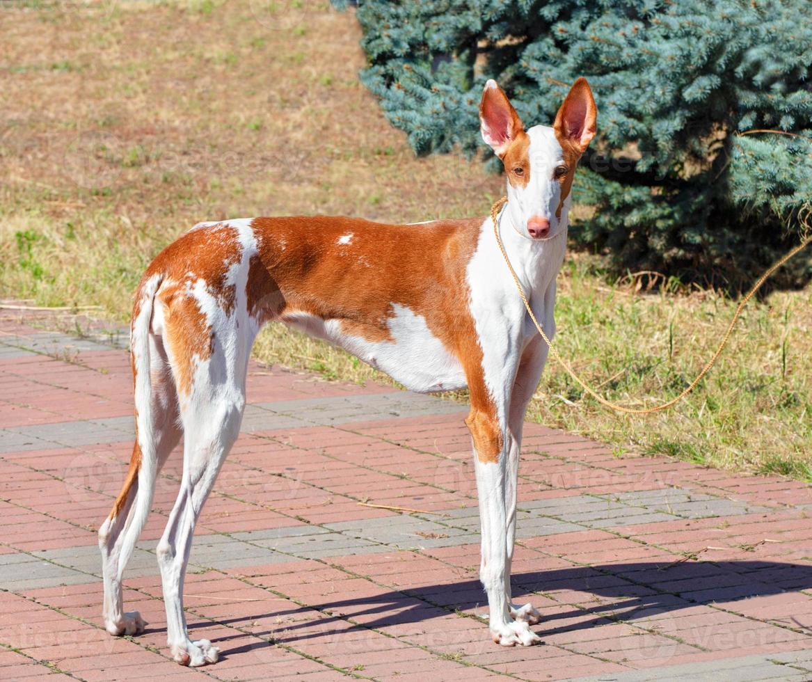 slanke lange ibisan hound op een wandeling in het zomerpark. foto