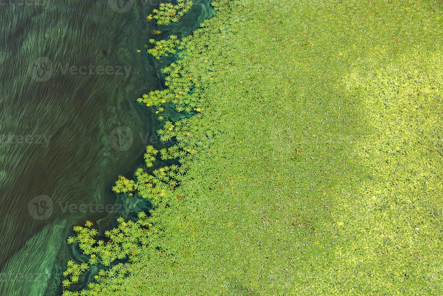 vervuiling van het wateroppervlak. milieuproblemen. de grote stroom groen plankton. foto