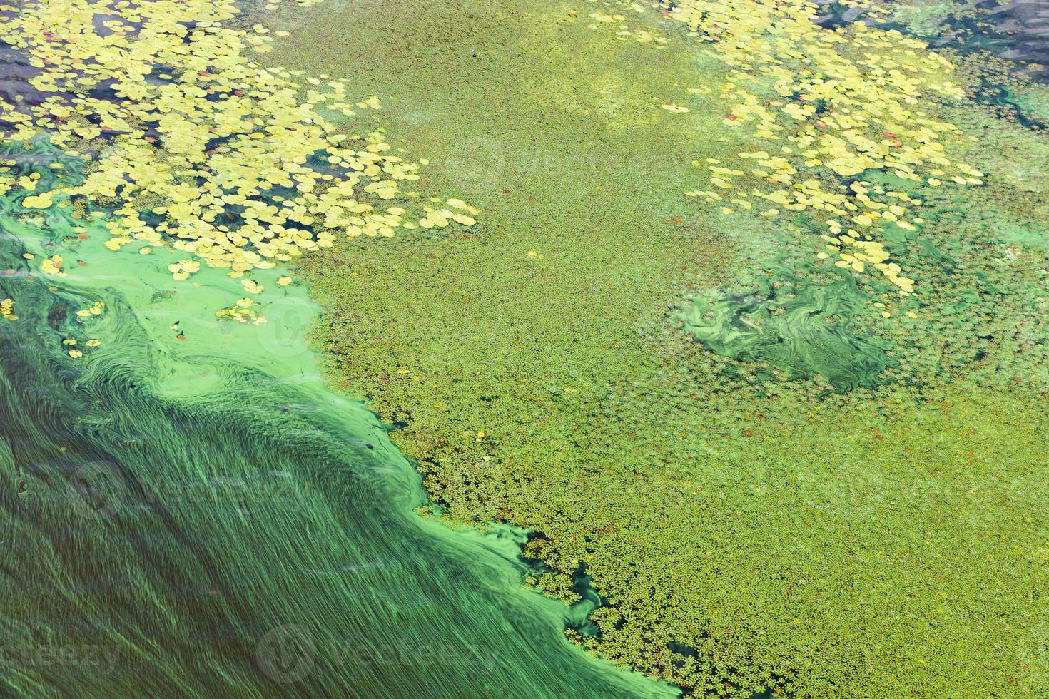 blauwgroene algen bedekken het oppervlak van de rivier met een vlies. vervuiling van het rivierwater. ecologische problemen. foto