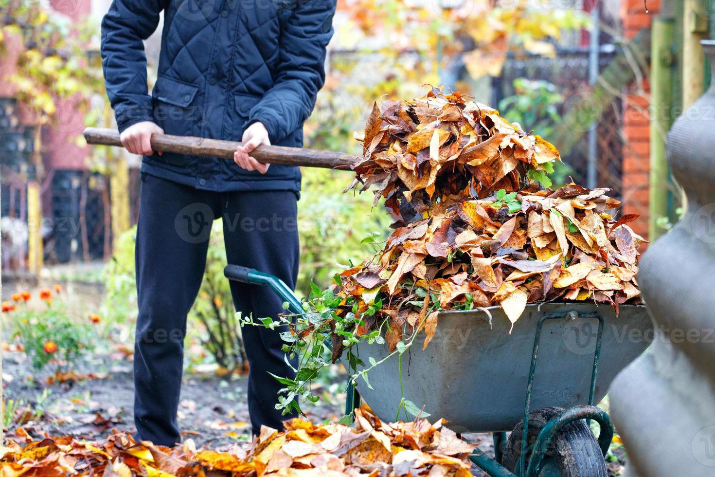 de tuinman verzamelt gevallen bladeren en laadt ze op een tuinkruiwagen. foto