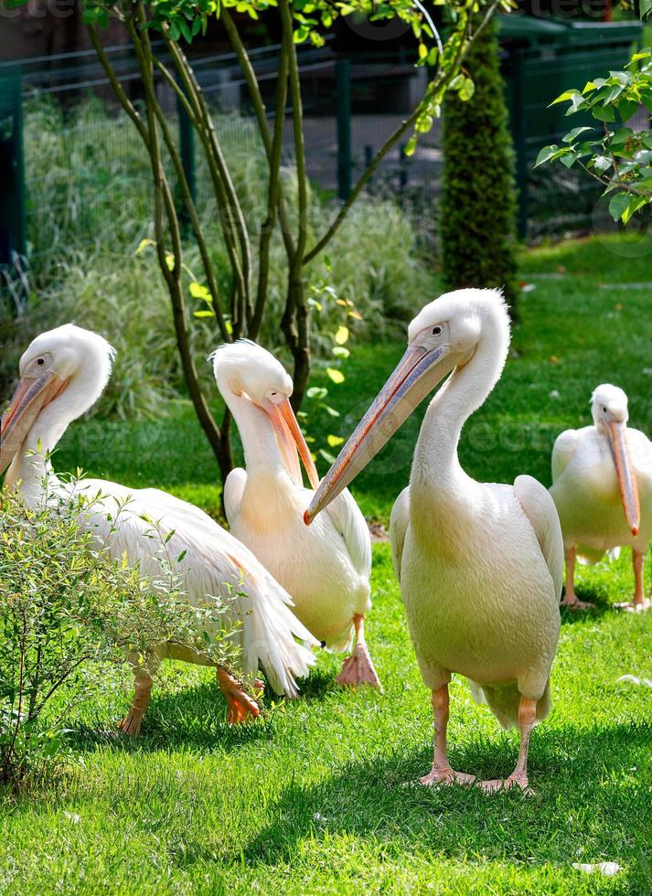 een kudde witte pelikanen rustend op een groen gazon in het zonlicht. foto