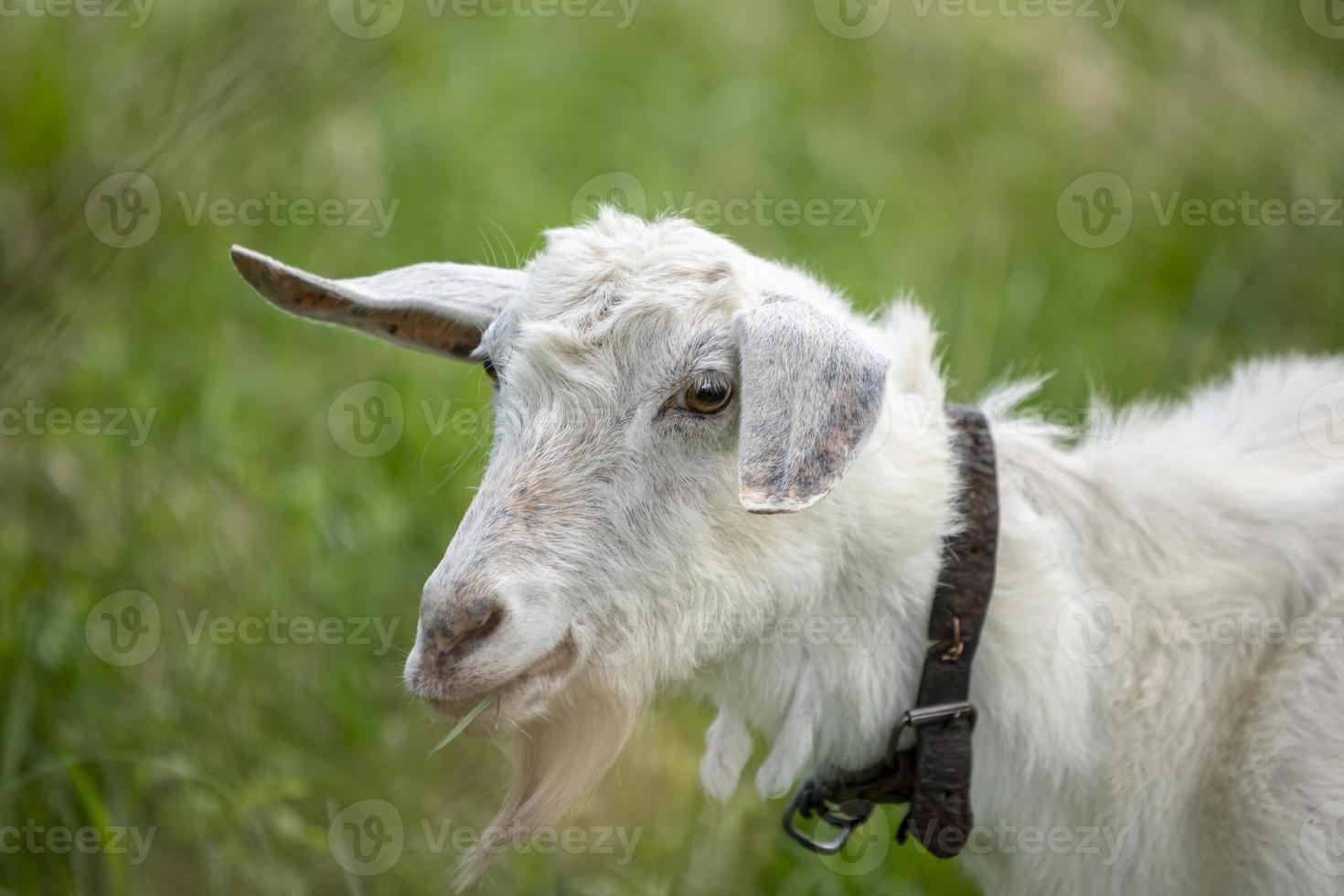 witte geit op het veld in een dorp close-up. foto