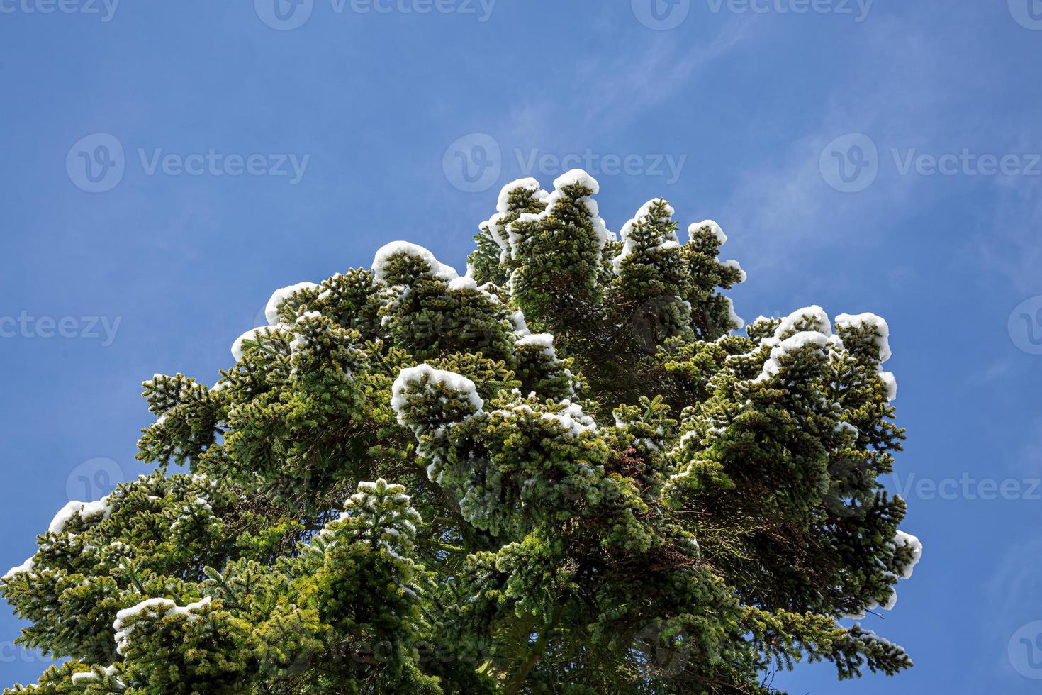 close-up van winter dennenboom takken bedekt met sneeuw. bevroren boomtak in de winterbos. foto