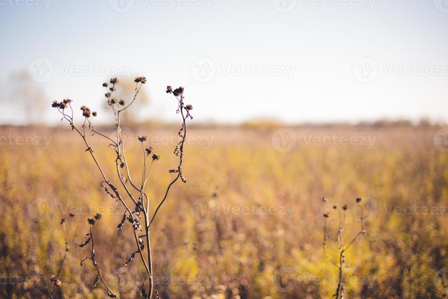 enkele droge planten met zaden er nog aan en pieken boven de wilde herfstgele grassen. blauwe lucht aan de horizon. foto