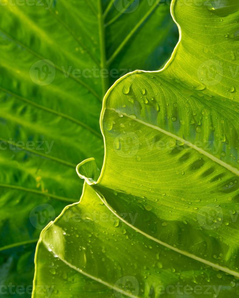 versheid blad van grote caladium foto